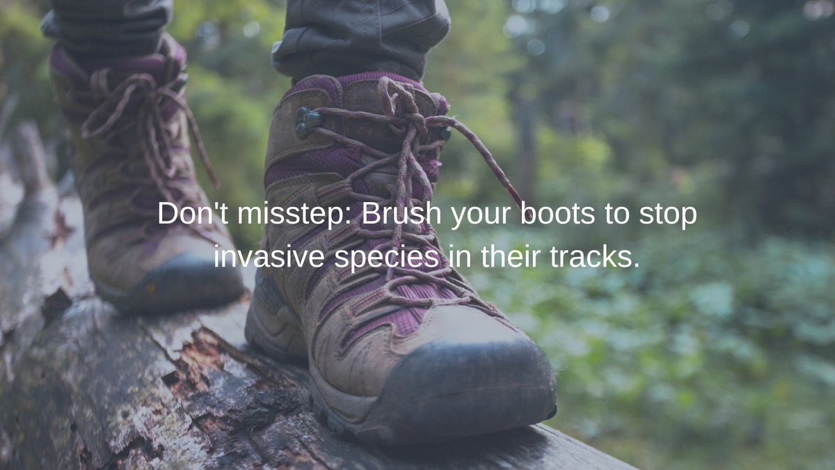 🐛🌱 Invasive species can hitchhike on our gear, including boots. Seeds, spores, and tiny fragments can get trapped in the treads, mud, or crevices. 

By brushing your boots after an outdoor adventure you're protecting biodiversity in local ecosystems. 

Remember to #PlayCleanGo!