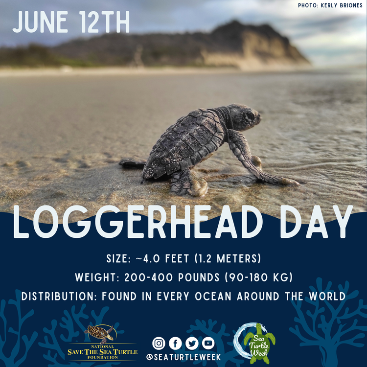 🐢🌊 Today's spotlight is on a species so nice they named it twice the loggerhead sea turtle (Caretta caretta)!🌟 This species grow to 4ft (1.2m) in length and can weigh 200-400 lbs (90-180kg). #SeaTurtleWeek! 🌍💙