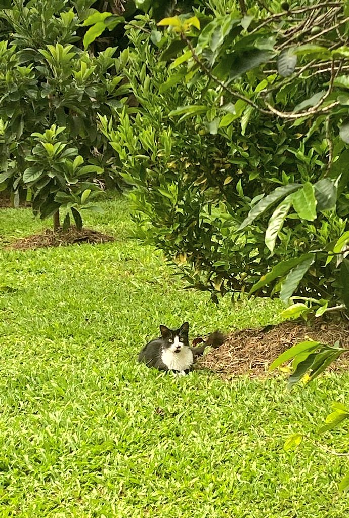 GochaSuper's tweet photo. Dejó de llover y salió a dar una vueltica ♥️😍.
#MiSamu #CatsLover #MiJardin https://t.co/hWqzscIM7Q