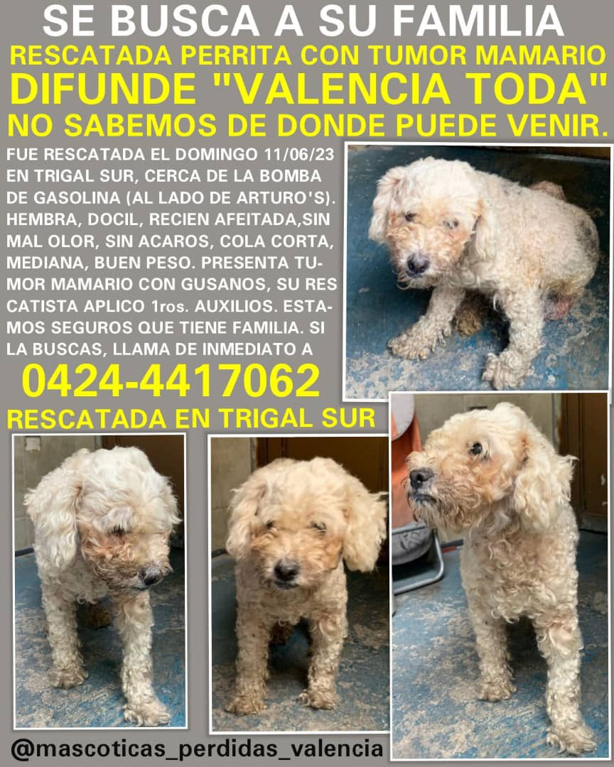 Rescatada en el trigal sur #VALENCIA 
Se busca a su familia