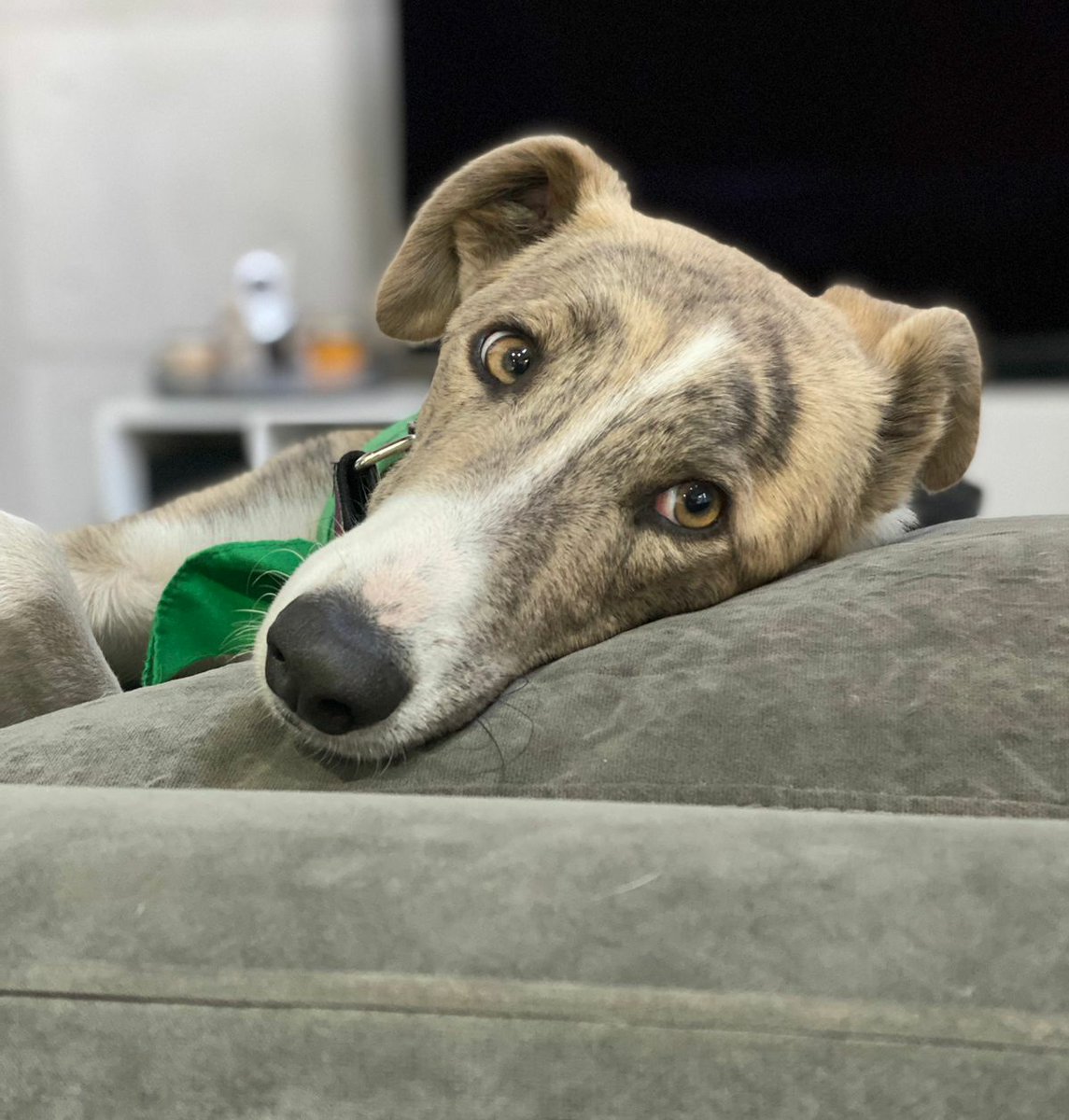 AdoptaUnGalgo's tweet image. Archie es jovencito, se lleva con todas las formas de vida, y es precioso. Busca hogar🏠
Por adopciones o para postular como hogar de tránsito, escribinos a nuesta fanpage en Facebook bit.ly/3H1blZf o email a adoptaungalgoenargentina@hotmail.com indicando zona. 
DM open!