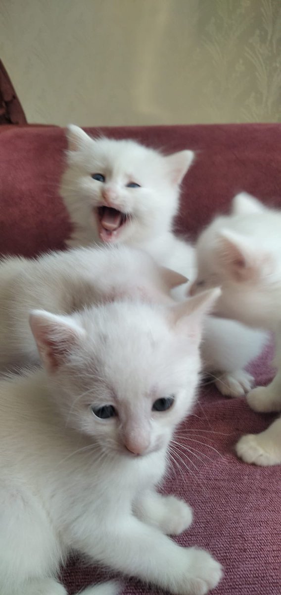 Arkadaşlar torunlarıma bakın