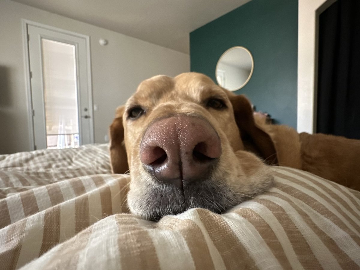 Timber is requesting a boop. Won’t anyone boop his snoot? #RCTID #PTFC