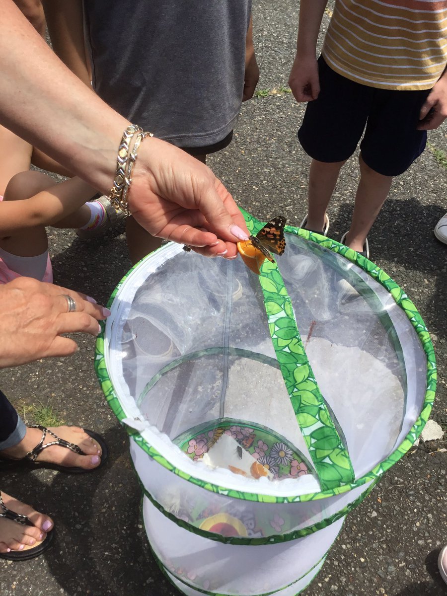 FeehanORH21's tweet image. We loved learning about butterflies and watching ours grow!🦋 @ORHEagles21 #WeHelpChildren #makingitfun