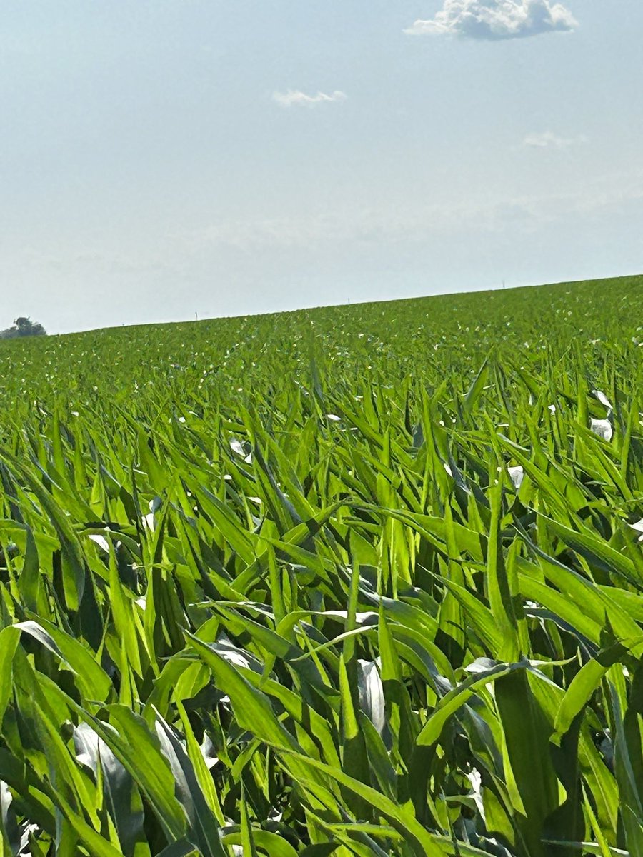 Not proud of this. It’s 73 degrees and my corn is pineapple-ing. 🍍…. This is not good