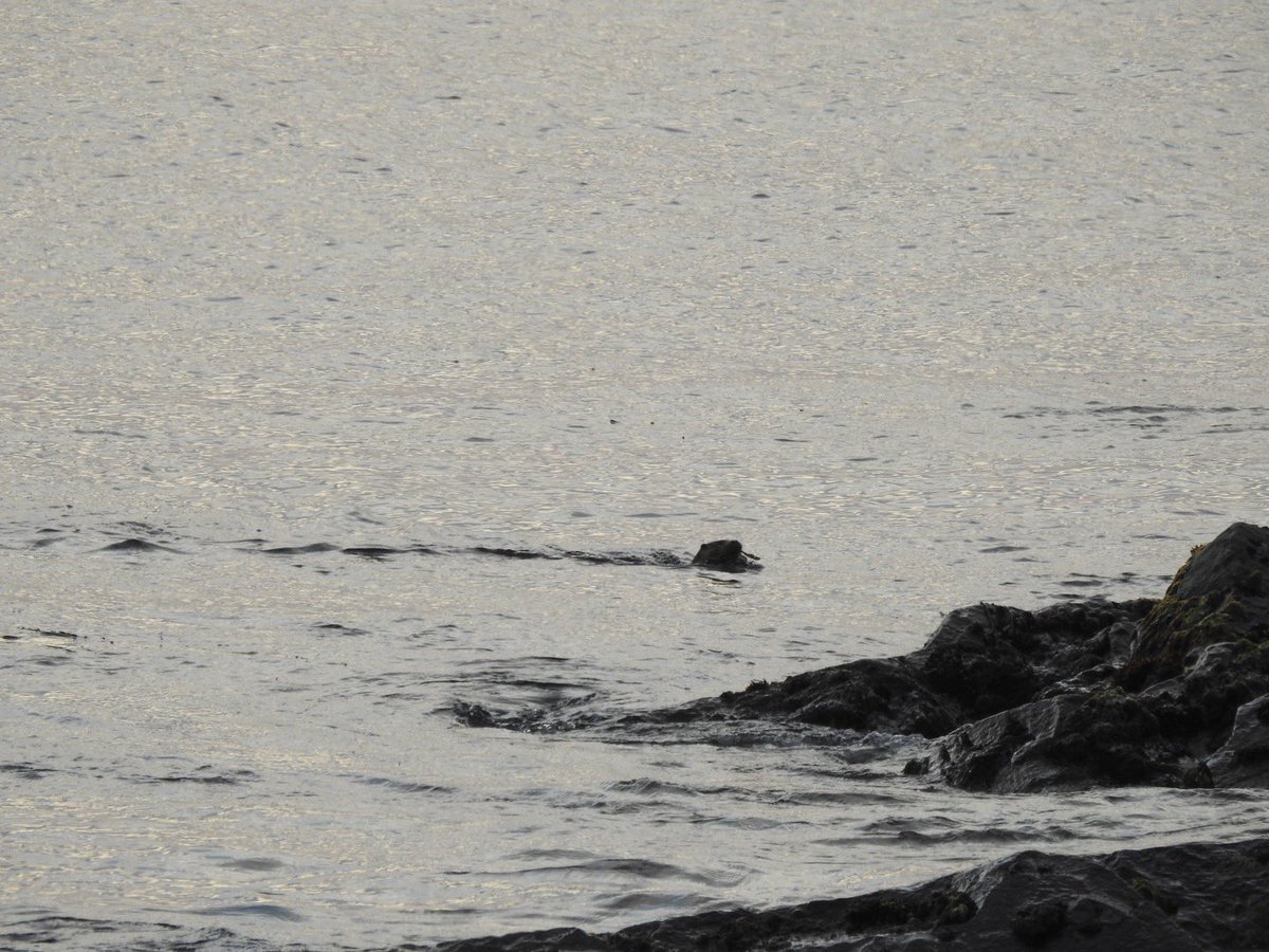 kazcustard's tweet photo. Lovely evening for a #shorewatch - porpoise, otter family, harbour seal and a pair of eiders with 5 chicks. So lucky to have this on our doorstep #Shetland #Simmerdim https://t.co/n3GlcIagFv