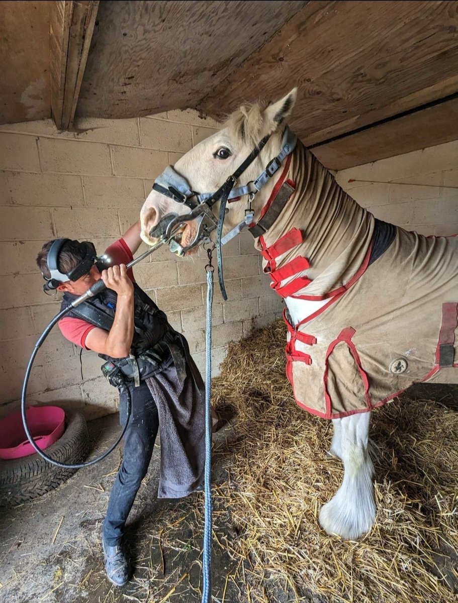 It's not just fast thoroughbreds that need a visit from the dentist 
 #basiccare #routinemaintenance #horsedentist #horsecare #DentalDay