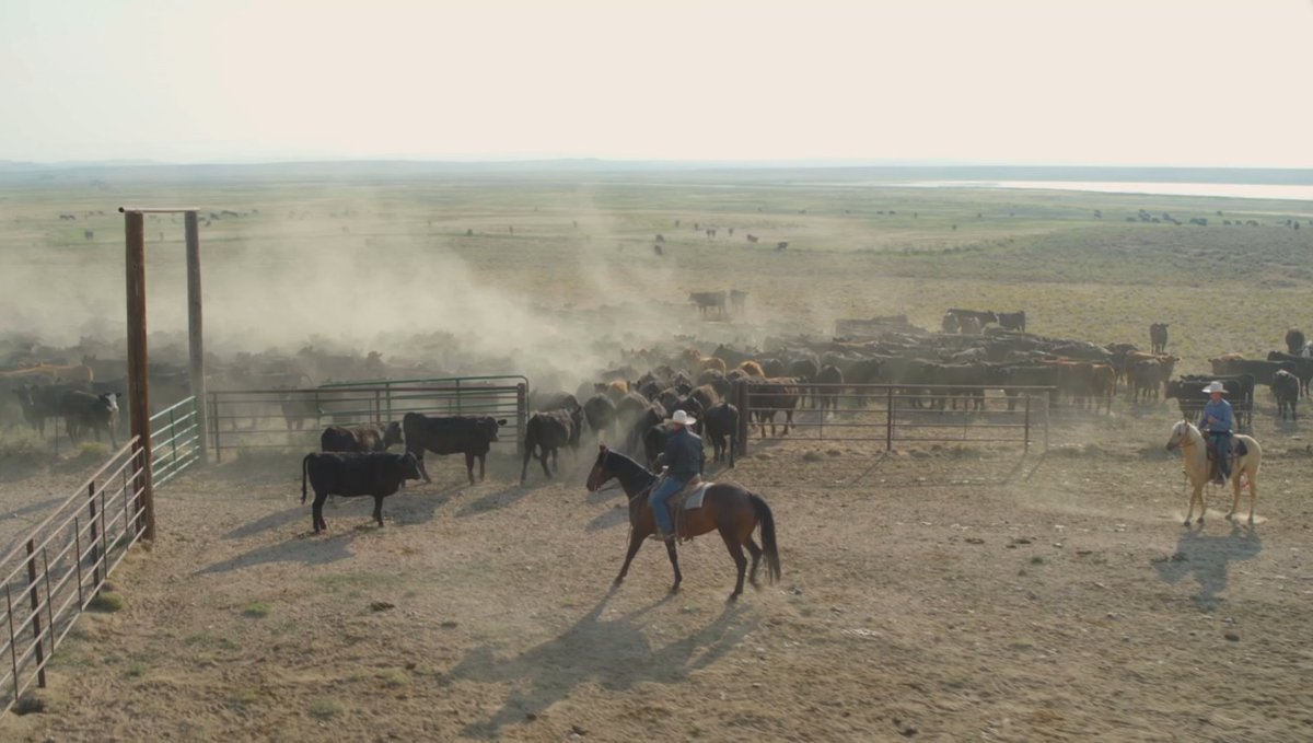 iCowVideo's tweet image. Agriculture has been a pillar to our society, providing resources such as food, fuel, and fiber. AgReserves is committed to supporting this vital industry by providing jobs and supporting families.

Blog lnkd.in/enxtcXap

Visit icow.tv for more info.