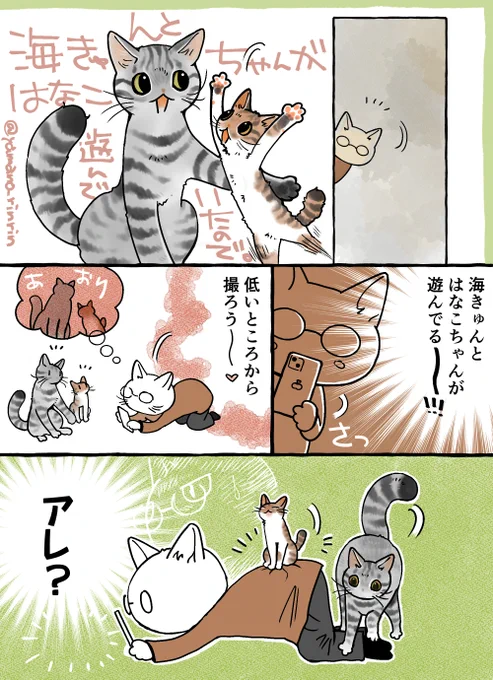 #今日の山野絵
海きゅんとはなこちゃんが遊んでいたので…🐈

はなこちゃんの肉球まわりの色柄が複雑で、
まだ把握できてません…暴れるので写真も上手く撮れないし💦 