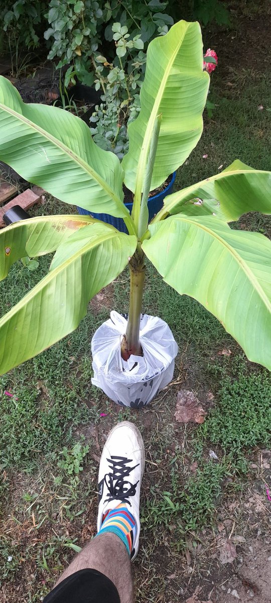 FarmageddonLLC's tweet photo. Finally got a banana 🍌 tree!! Now, we've got raspberry, peach tree, blackberry, grapes, blueberry bush, multiple mulberry, and everything in our garden, along with the flowers are ready. Let's get growing. 🌱 🌿  🌸 https://t.co/Wr8GoXGFFD