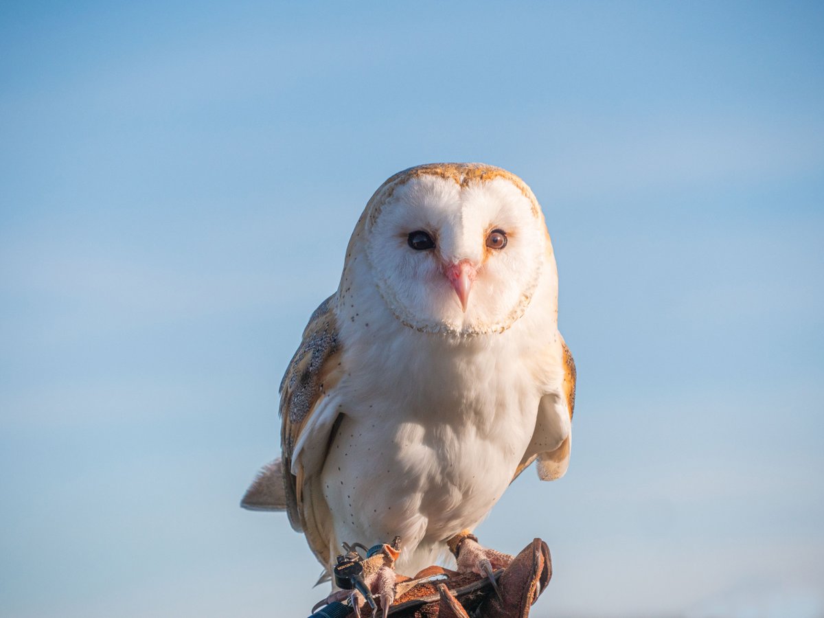 Noahs_Ark_Zoo's tweet photo. Attention all animal lovers aged 65 and over! 🦁🐵🐘🐅
Enjoy a discounted rate of just £10 per person every Tuesday during school term time. It's the perfect opportunity to see your favourite animals up close and make some new furry friends!
#PensionerTuesdays #ZooDiscount https://t.co/uhvZHbe0qB