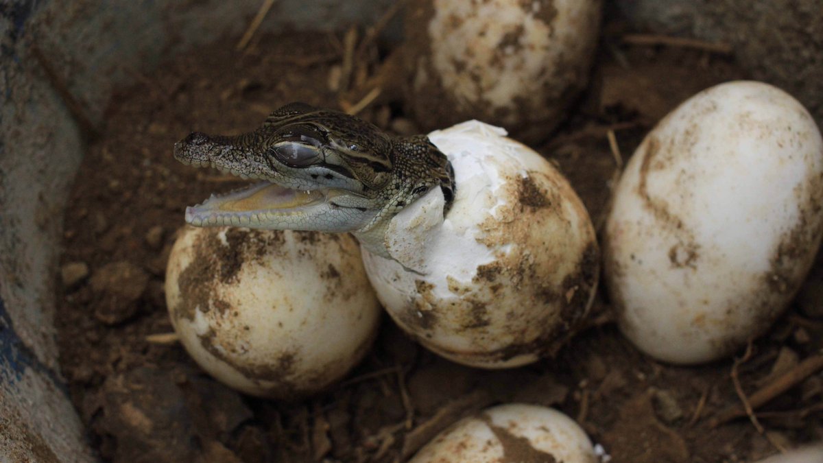 Complex's tweet photo. Researchers have found the first instance of a crocodile experiencing a “virgin birth” in Costa Rica. 😳 https://t.co/cqZyGtOsRA