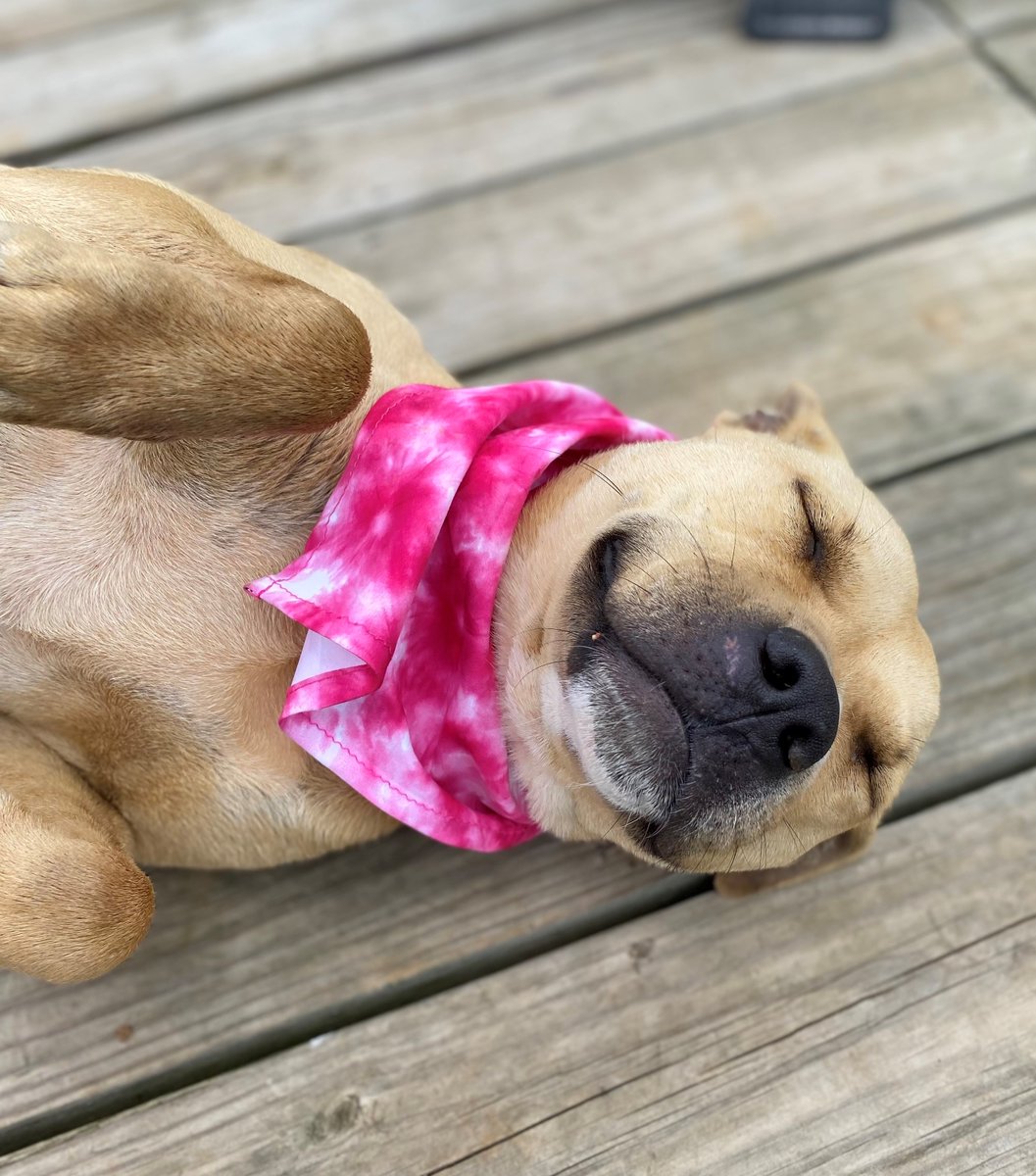 U.S. Marshals on Twitter "Puncher’s Chance Rescue & Sanctuary of the