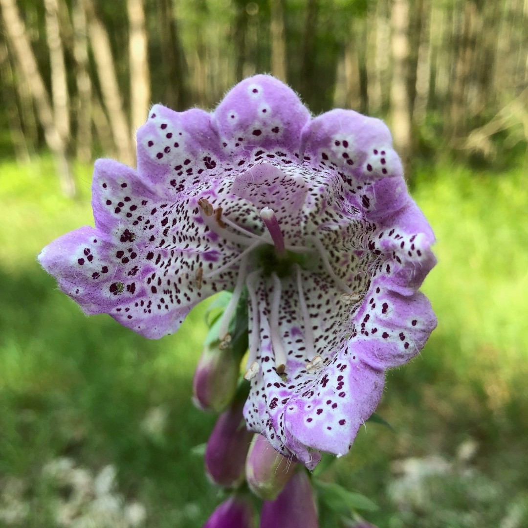 Bij de meeste bloemen van het vingerhoedskruid komen uitsluitend tweezijdig symmetrische bloemen voor. Soms ontstaat er bovenaan de stengel een pelorische topbloem die alzijdig symmetrisch is en meer dan twee maal zoveel schulpjes kan ontwikkelen. 

foto: Karin de Raadt