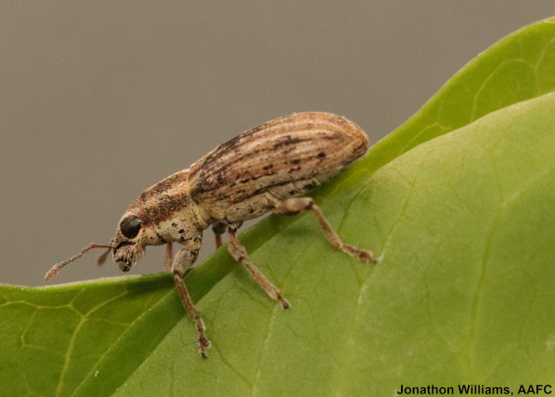 AAFC_Canada's tweet photo. #GCAggie Dr. Meghan Vankosky is hot on the trail of #CdnAg insect pests to help farmers protect their crops and their bottom line. Learn more about our very own Pest Detective: https://t.co/qDifL6t2RN https://t.co/pLr2JbXCZC