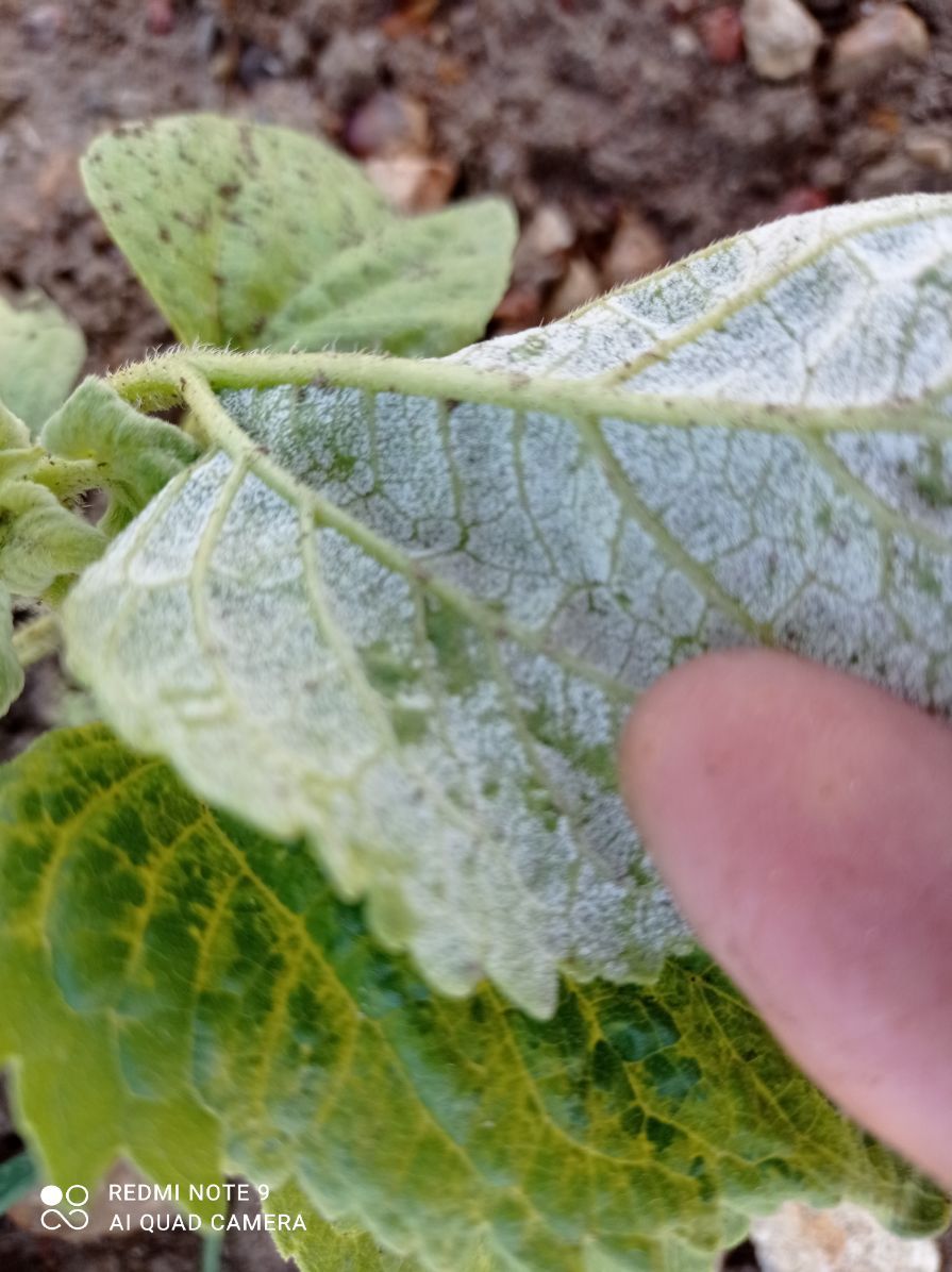 Astrid MORDON tweet media