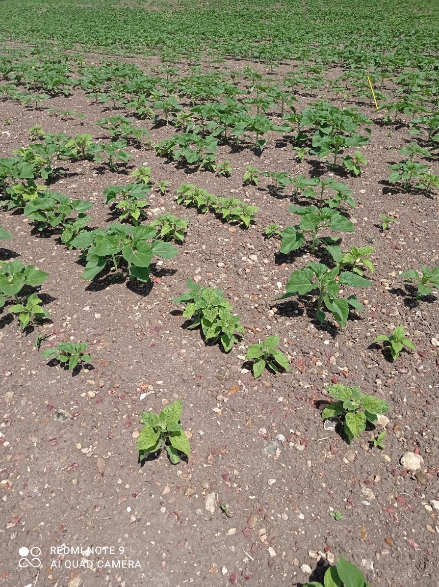 Astrid MORDON tweet media