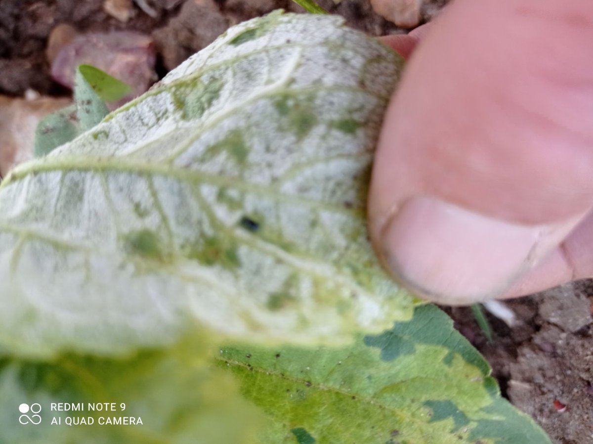 Astrid MORDON tweet media