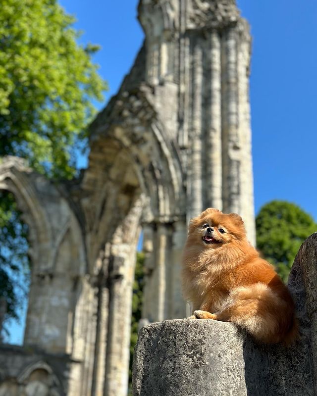 This adorable furry friend couldn't look happier, soaking up the sunshine in York Museum Gardens! 😍🐾

visityork.org
📷 fluffy_lifeishard