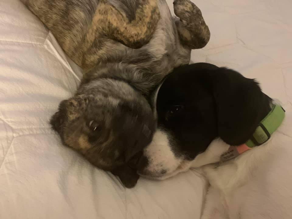 How I help Hershey when he anxiety goes up. #dogs #anxiousdogs #dogswithanxiety