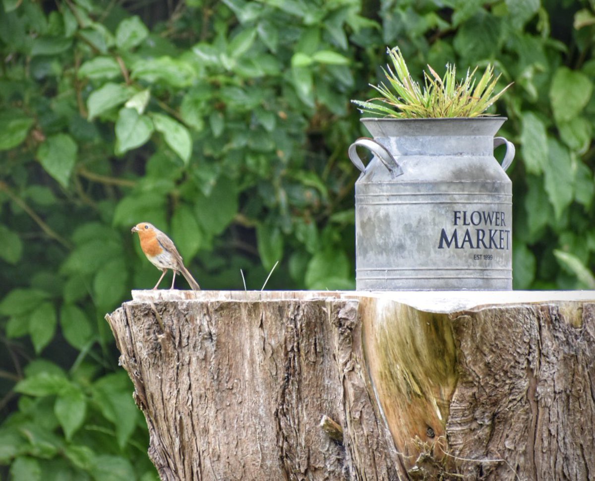 Always a welcome visitor to the garden anytime of year..@BBCSpringwatch @RSPBCymru @Natures_Voice #Robin #Springwatch #june12th