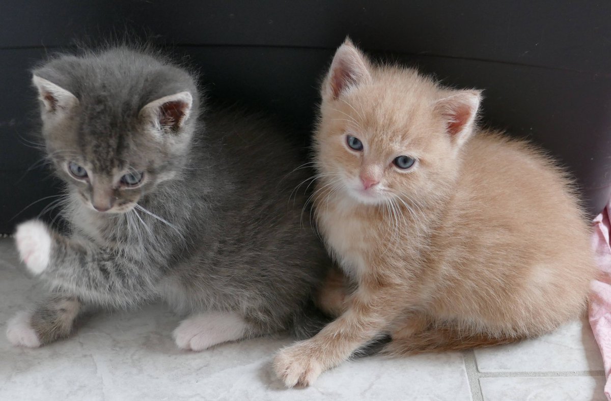 Flauschalarm im Tierheim Tornow 🥰

#Katzen #AdoptDontShop