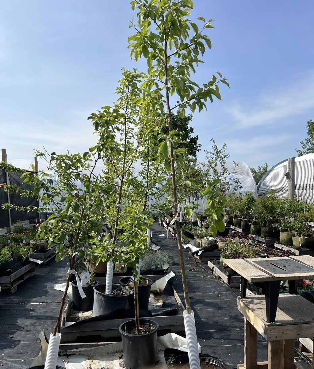 Fruit trees! 3 Romeo cherry trees 2 Cupid cherry trees 2 Crimson Passion cherry trees 1 Brookred plums 1 wild plum 2 Odyssey apples 1 Goodland apple 1 Dwarf Norkent apple 1 Dwarf Goodland apple 1 Dwarf Prairie Magic apple Call/text Dean 306-530-9133 if you would like any!