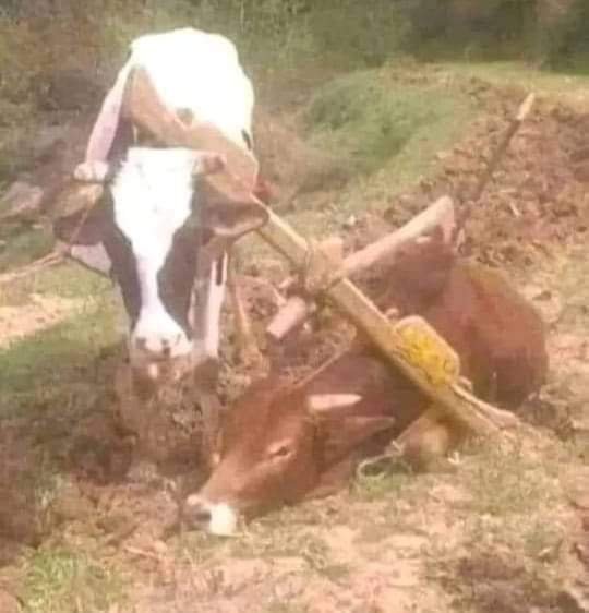 جماعت اسلامی اور پی ٹی آئی کا سیاسی اتحاد آخری مراحل میں داخل 😁نورولی خانہ قدم رواخلہ 🤣🙈🙈