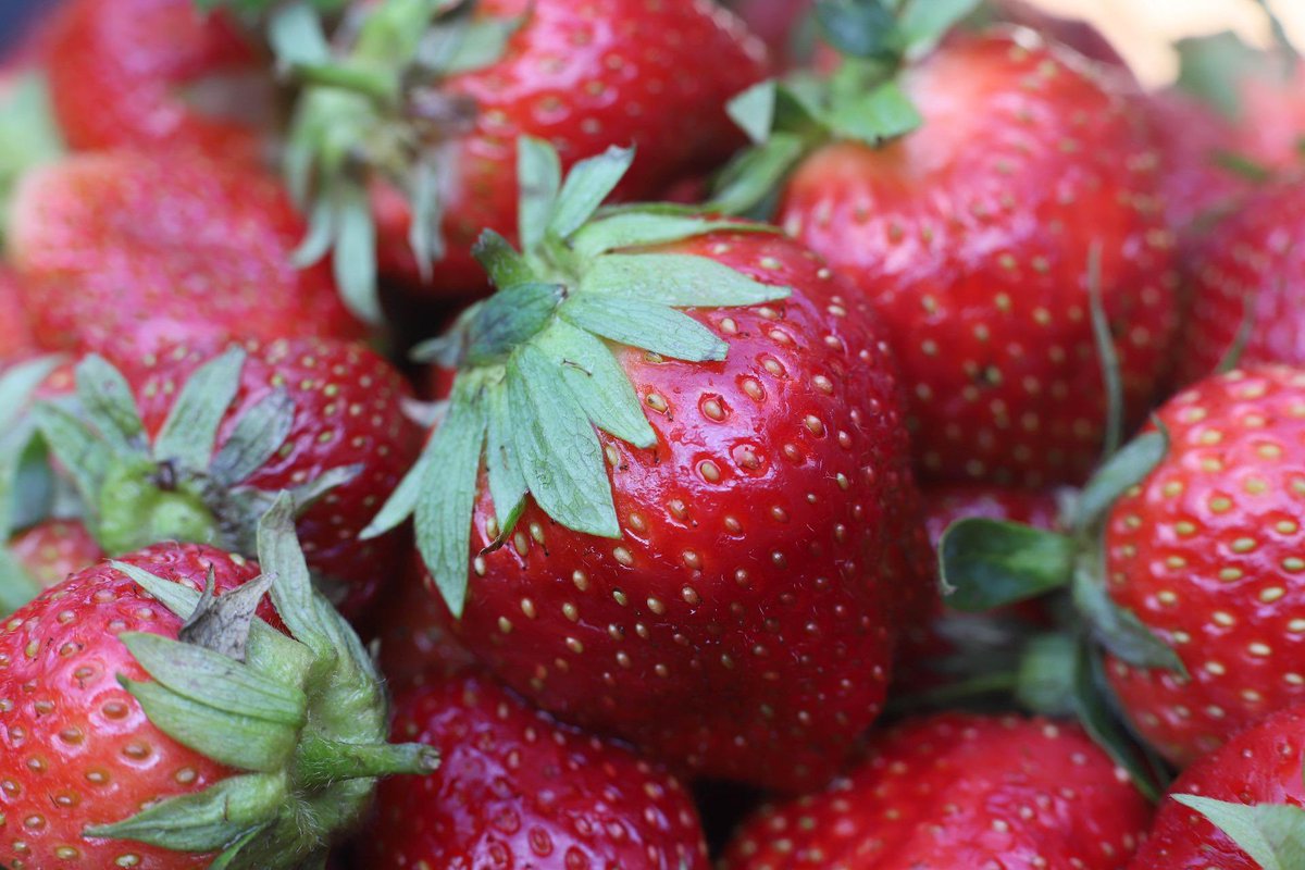 Love to visit the plot and be able to pick a ripened strawberry to snack on 🤩🍓

allotmentonline.co.uk/growing-strawb…

#strawberries #growyourown #allotmentuk