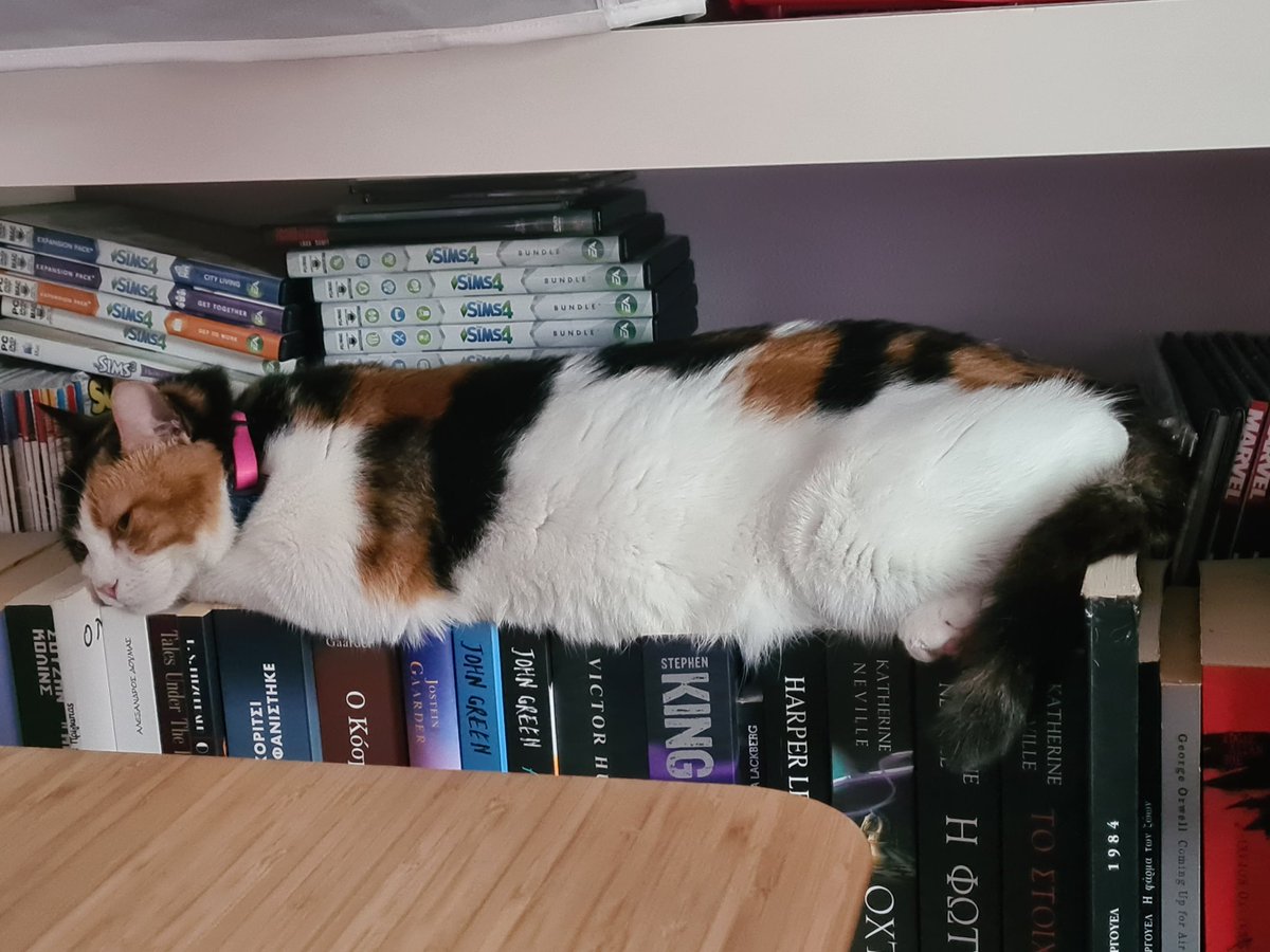A long chonk sleeping on the bookshelf