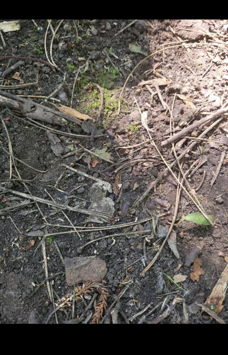 2DCCPS's tweet photo. Exploring micro habitats in Science resulted in a woodlice hunt in the forest 🌳🐜🐛 Not only did we find lots of wood lice, we also found lots of caterpillars, bees and centipedes! @CroxtethC #croxtethscience https://t.co/umrFyJkLiA