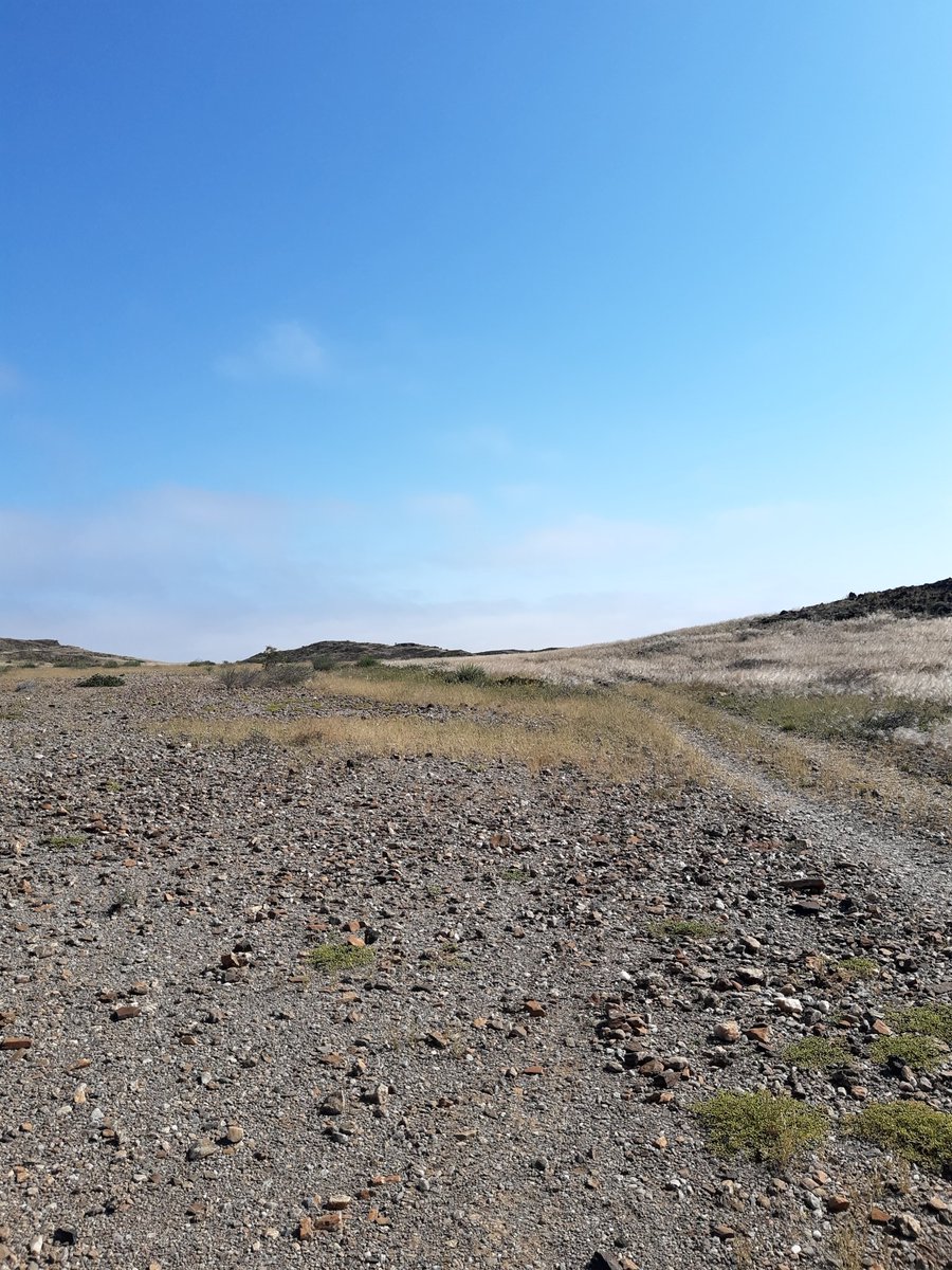 Fieldwork in Namibe 🇦🇴
 #herpetology #Africa
🦎💚