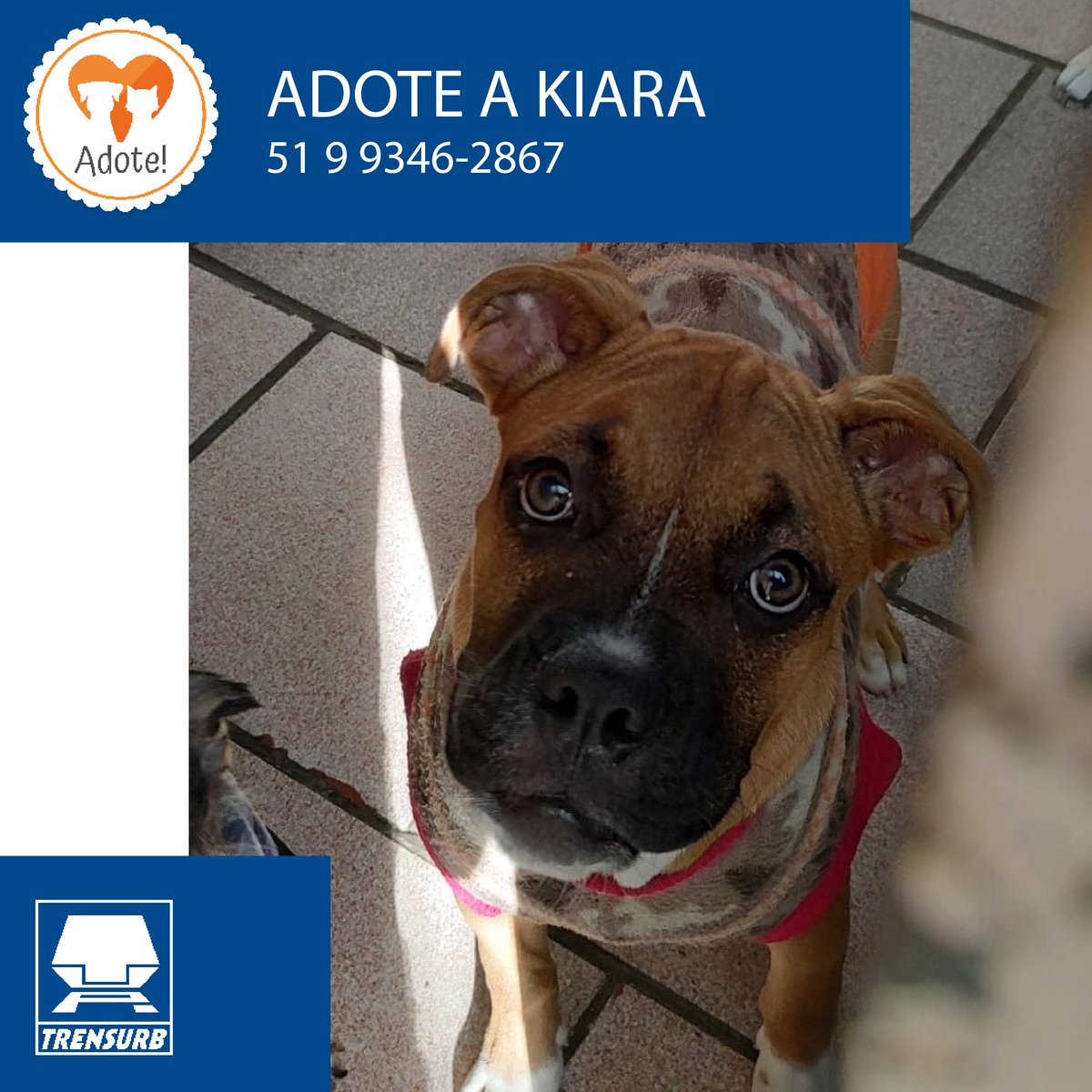 🐶 A Kiara ainda precisa de um lar! Ela tem 4 meses, já é castrada e será de porte grande. Kiara se dá bem com todos animais e tem uma energia contagiante.

📲 Para adotá-la, entre em contato pelo 51 9 9346-2867.

#PraTodosVerem: imagem com texto alternativo.