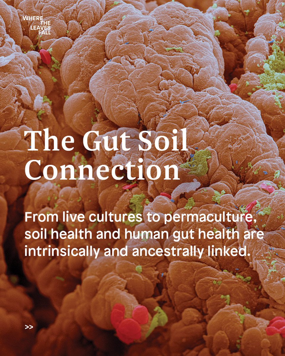 Where the Leaves Fall (@wtlfmag) on Twitter photo To create a healthy, flourishing microbiome, we must nurture the land that feeds our food.
Words by Rachel <a href="/dethample/">Rachel de Thample</a>. Read more in "The Gut Soil Health Connection" from Issue 14.
#GutHealth #SoilHealth
wheretheleavesfall.com/explore/articl… To create a healthy, flourishing microbiome, we must nurture the land that feeds our food.
Words by Rachel <a href="/dethample/">Rachel de Thample</a>. Read more in "The Gut Soil Health Connection" from Issue 14.
#GutHealth #SoilHealth
wheretheleavesfall.com/explore/articl…