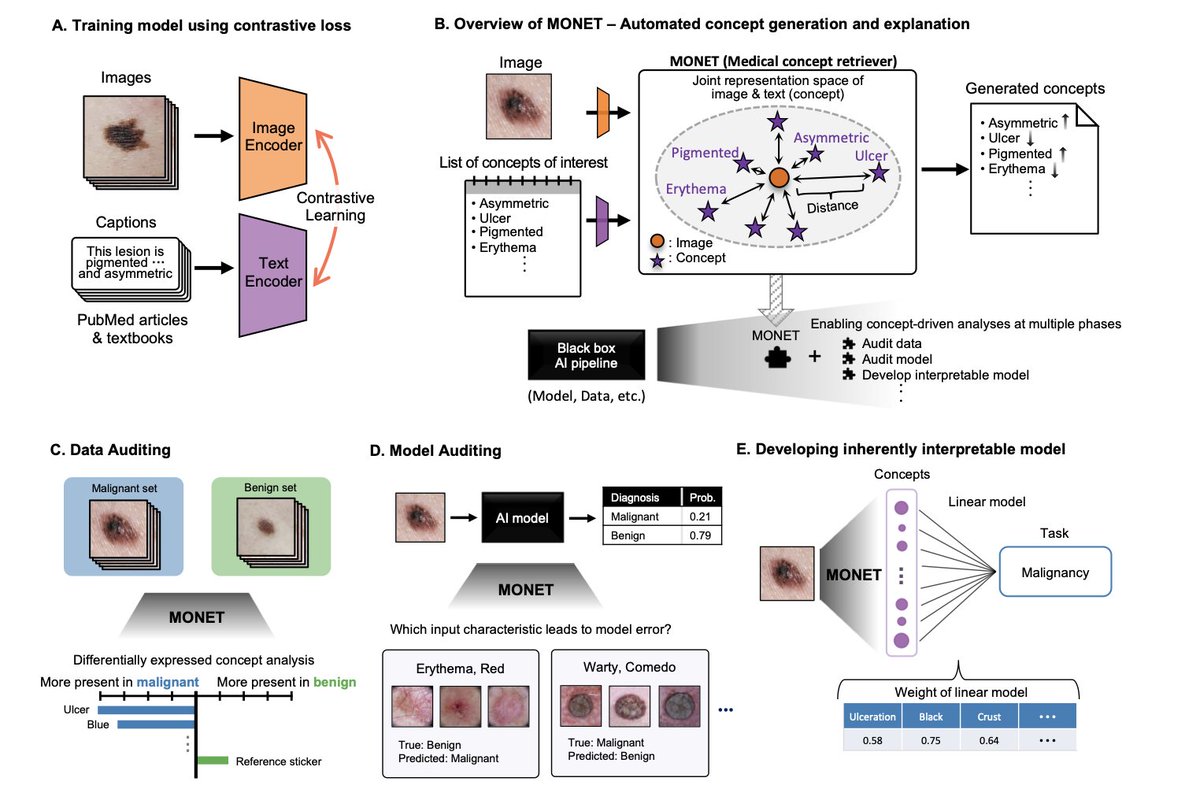 Roxana Daneshjou MD/PhD tweet media