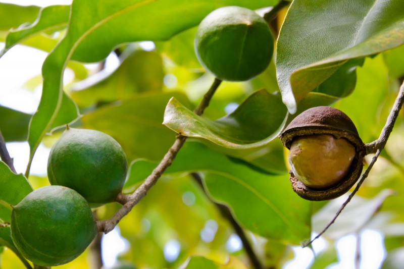 #FridayFunFact: While most of the world's macadamia nuts are grown on Hawaiʻi Island, the tree is native to Australia and originated from a single Australian tree. Hawaiʻi was the site of the world's first commercial macadamia nut farm.