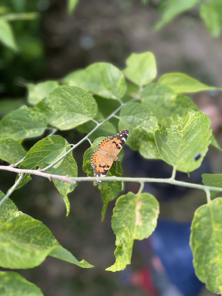 Our Butterfly inquiry is complete! Students were so excited to learn about the life cycle of a butterfly by watching the four stages of metamorphosis take place in front of their eyes! #studentengagement <a href="/TrafalgarPS/">Trafalgar PS</a> <a href="/TVDSBKinder/">TVDSBKindergarten</a>