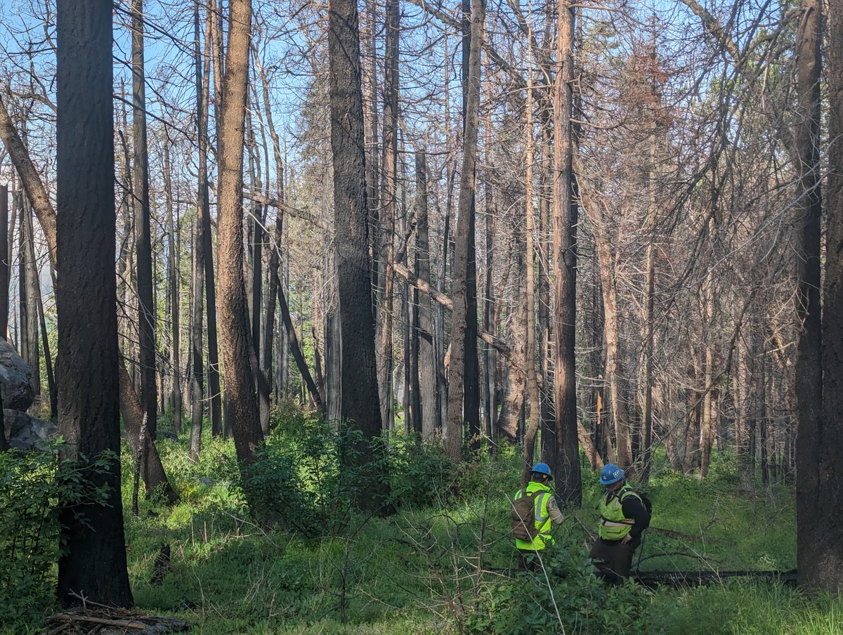 DyerDialogue's tweet photo. @americanforests, #ConeCorps, &amp; the #California  Conservation Corps teamed up to complete natural regeneration surveys across 3🔥 scars in the @SequoiaForest starting this week! The data collected will inform smarter &amp; #climateadapted #reforestation for projects to come! #ActNow https://t.co/aGNVOAW45e