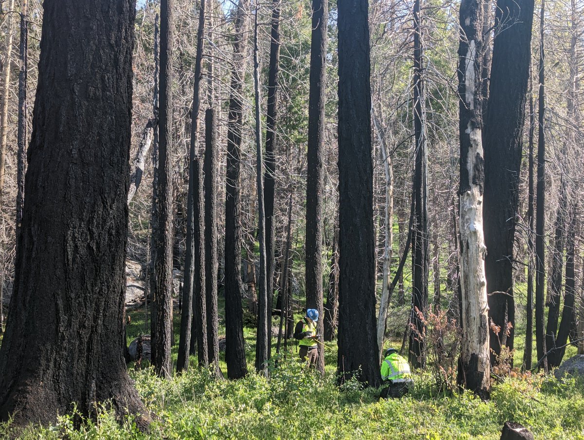 DyerDialogue's tweet photo. @americanforests, #ConeCorps, &amp; the #California  Conservation Corps teamed up to complete natural regeneration surveys across 3🔥 scars in the @SequoiaForest starting this week! The data collected will inform smarter &amp; #climateadapted #reforestation for projects to come! #ActNow https://t.co/aGNVOAW45e