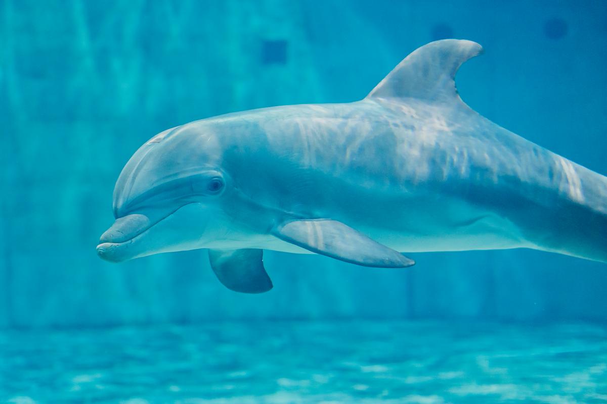 We are saddened to share the passing of Atlantic bottlenose dolphin, Apollo, age 4, who lived at Clearwater Marine Aquarium since 2021 after being found stranded.