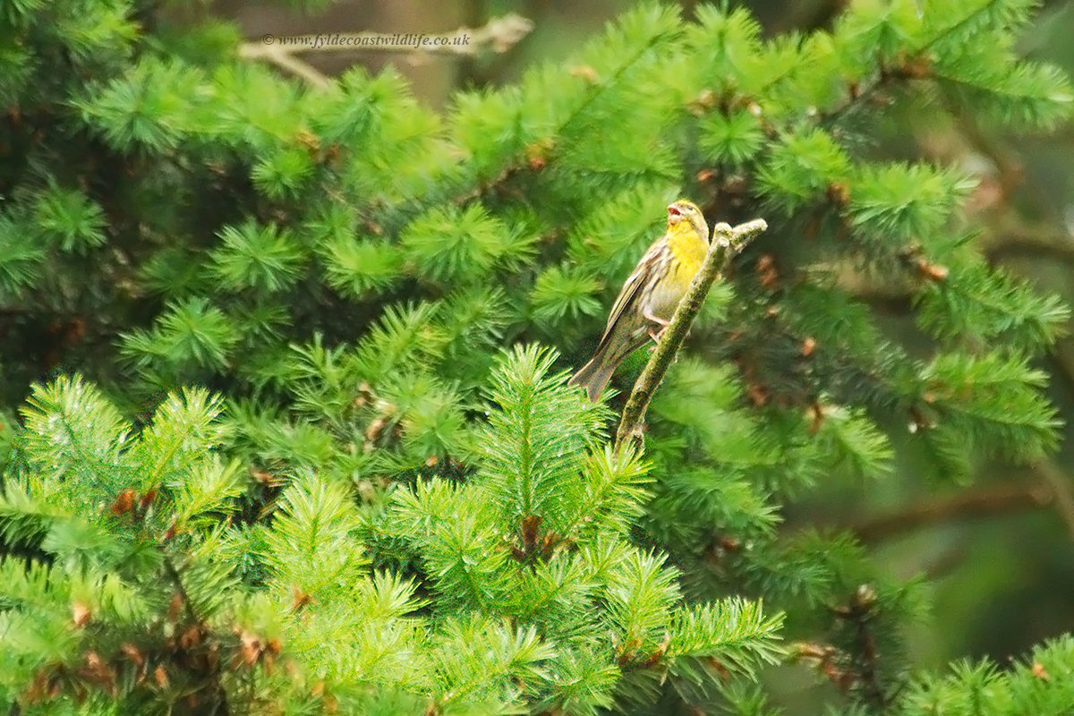 Been to the Zoo de la Bourbansais in #Brittany today, the missus loves a zoo. I was keeping an eye out for what wildlife was in the beautiful grounds & snapped what I think is a Serin? Handheld with my 55/300mm lens so a record shot only, processed on my poxy laptop 😳