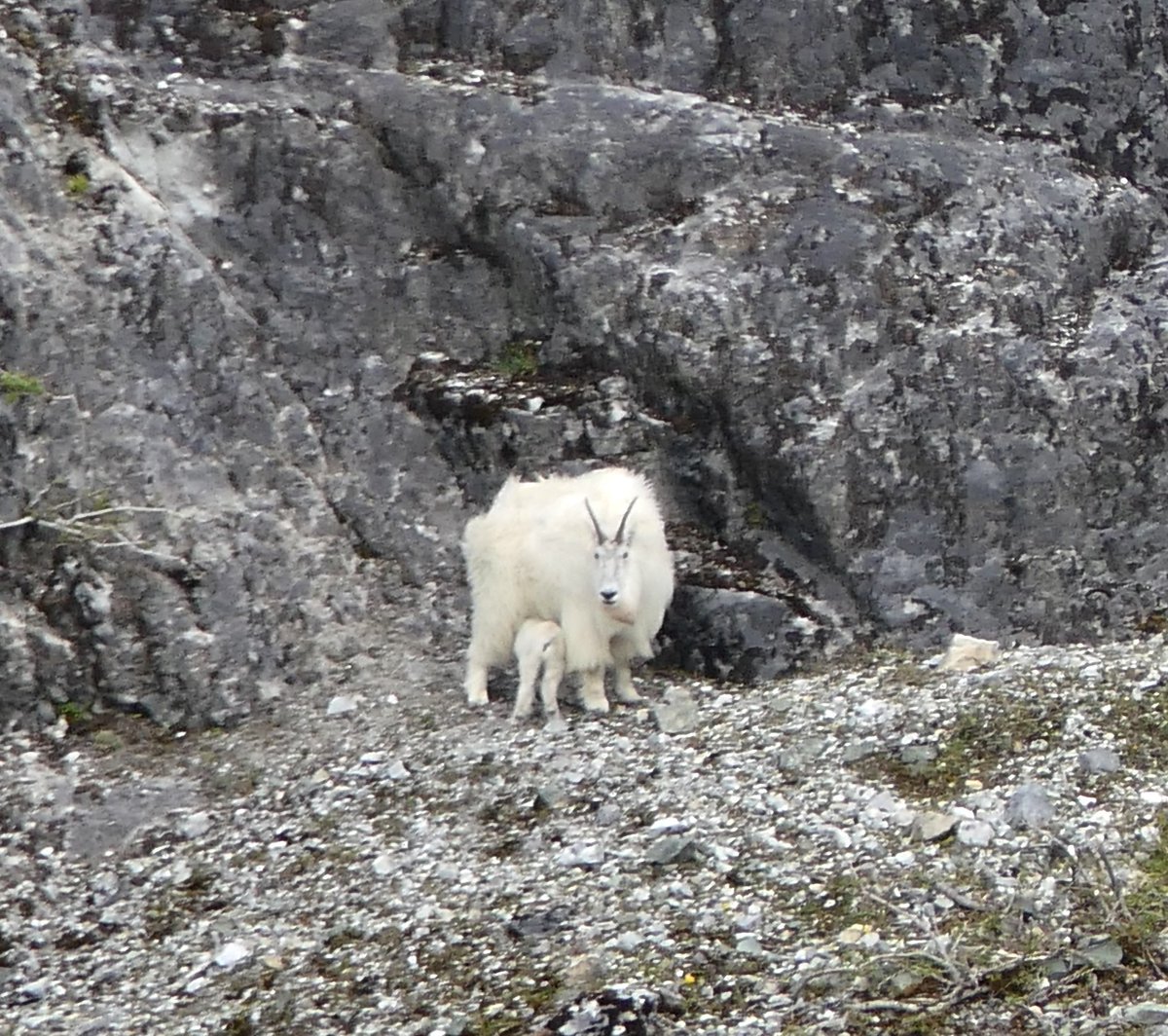 mbplan's tweet photo. Mama and baby goats on Gloomy Knob, @GlacierBayNPS #alaskawildlife https://t.co/jyC03Pu11e