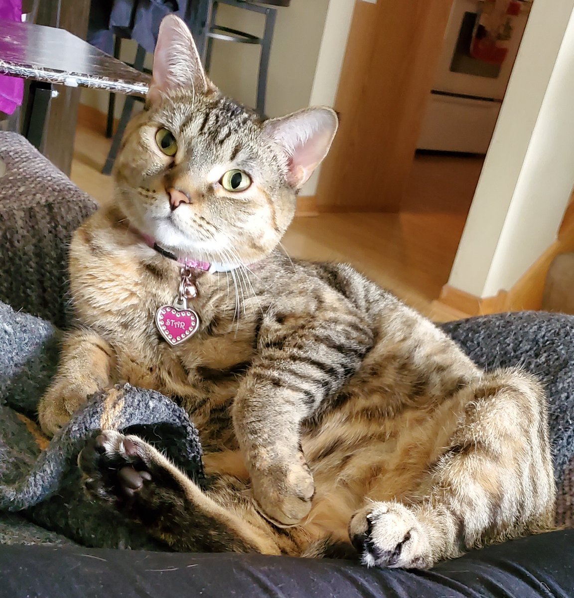 JCSumner75's tweet photo. My beautiful fur babies, Star, Drake, and Oney. (Oney was born with one eye). All from the same litter. https://t.co/EzyAj0aIwY