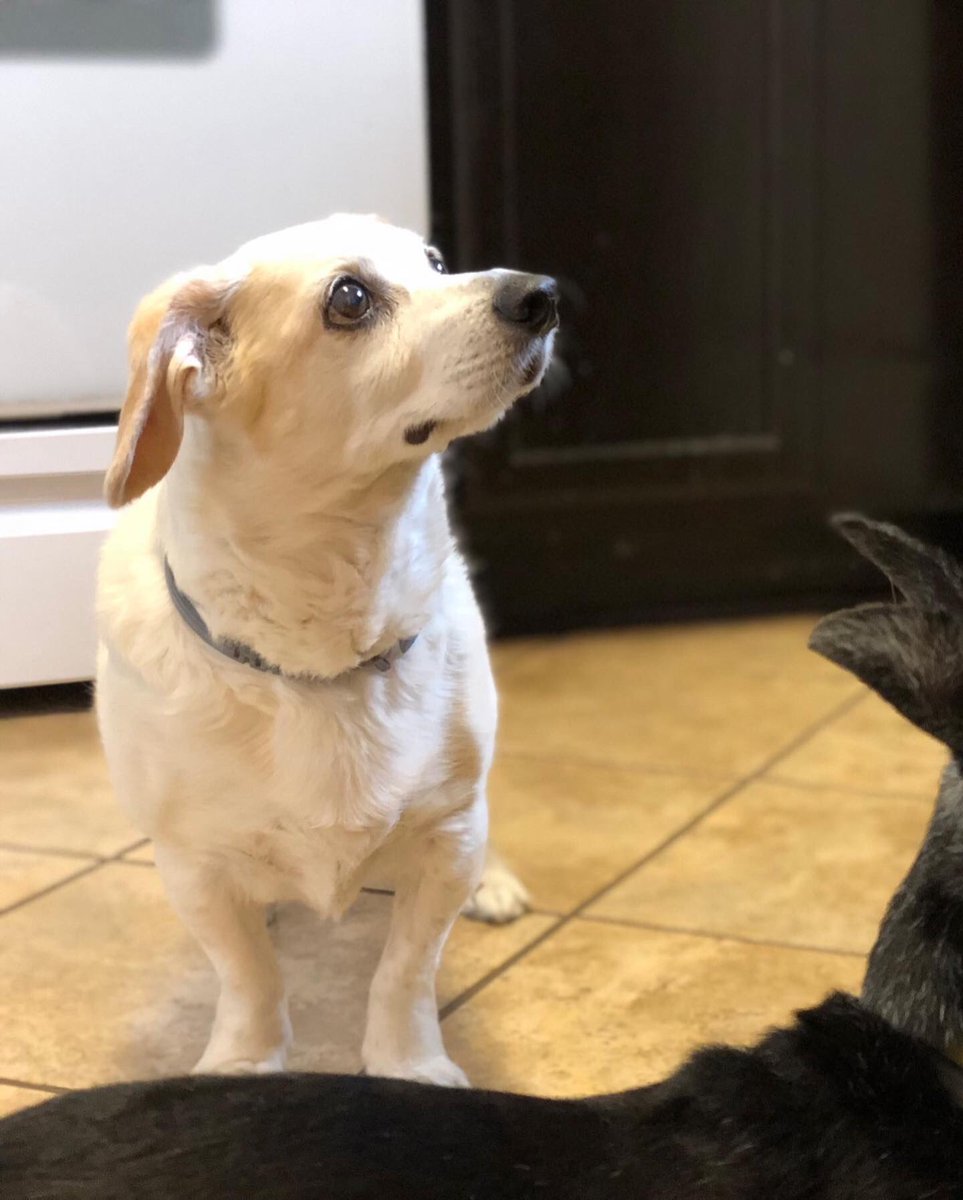 Lauren Castillo 🦔🏳️‍🌈📚 tweet media