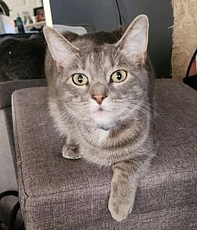 Hi! I'm Poppy, a Female Domestic Shorthair Cat. #DomesticShorthair #Cat #BillytheKiddenRescue adoptapet.com/pet/38280054-v…