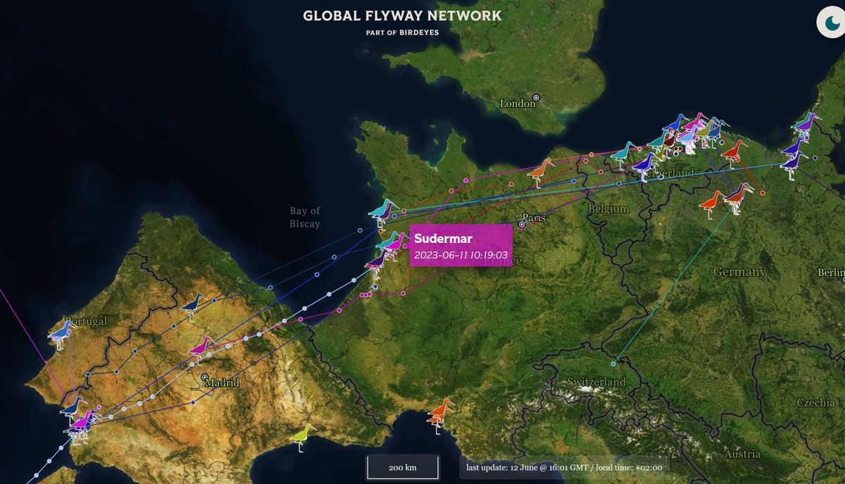 The southward #migration season of black-tailed #godwits, #grutto, #Uferschnepfe, #skries has started in earnest. If you are not looking at postbreeding flocks in mown fields (reading colour-rings) you can watch progress towards WAfrica from your armchair: globalflywaynetwork.org/tracks/species…