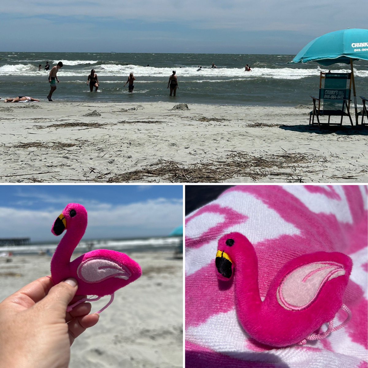 ctw_library's tweet photo. Soaking up some South Carolina sun and relaxing on the beach with Flora! @ctwpanthers #PanthersAtPlay https://t.co/yDzSJcKDYy