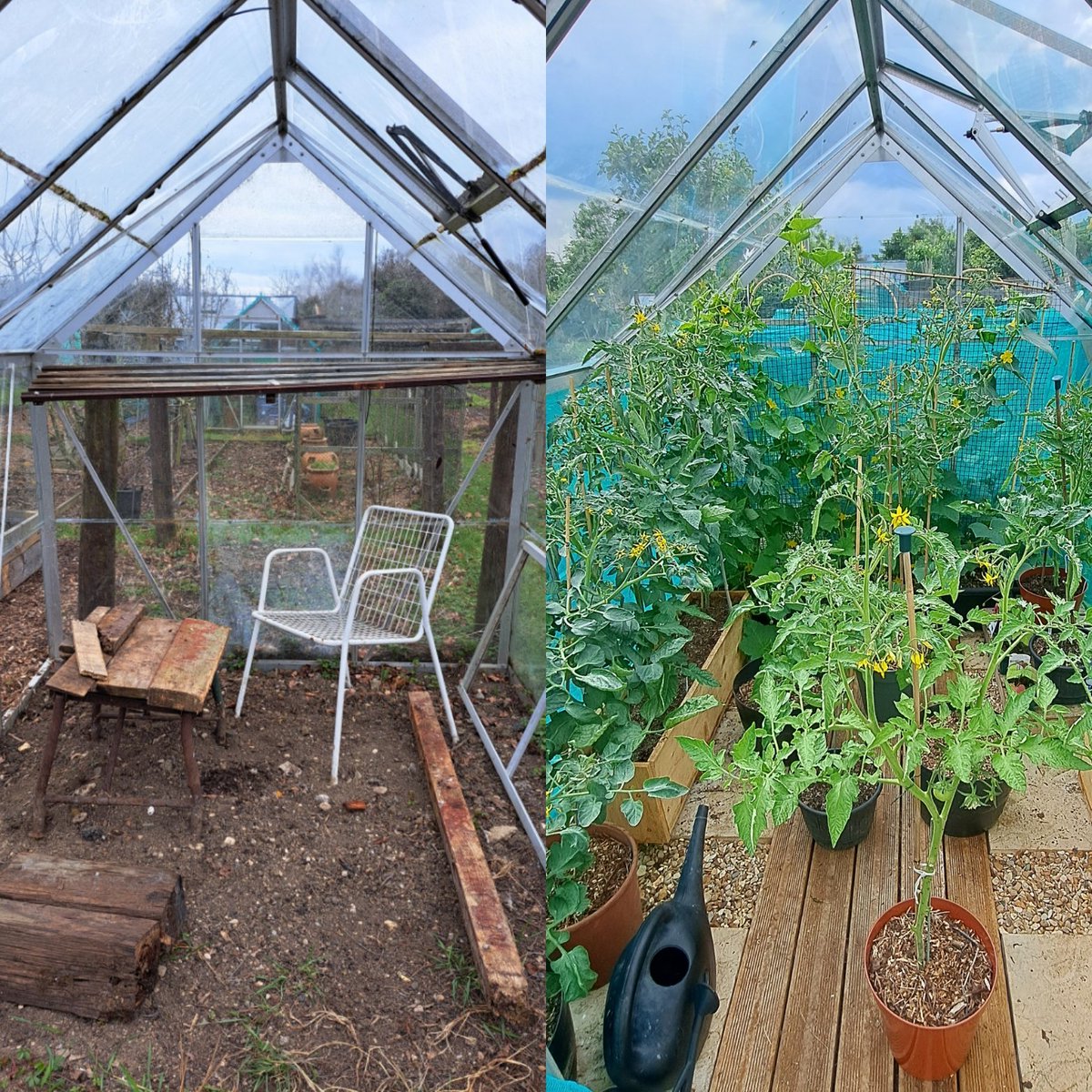 The transformation of our large greenhouse is amazing.Every day, we tend to the plants they are growing so much. Here's a before renovation and after #allotment #allotmentuk #allotmentgardening #growyourownfood #firstallotment #greenhouse #growvegetables #growyourown #growfood
