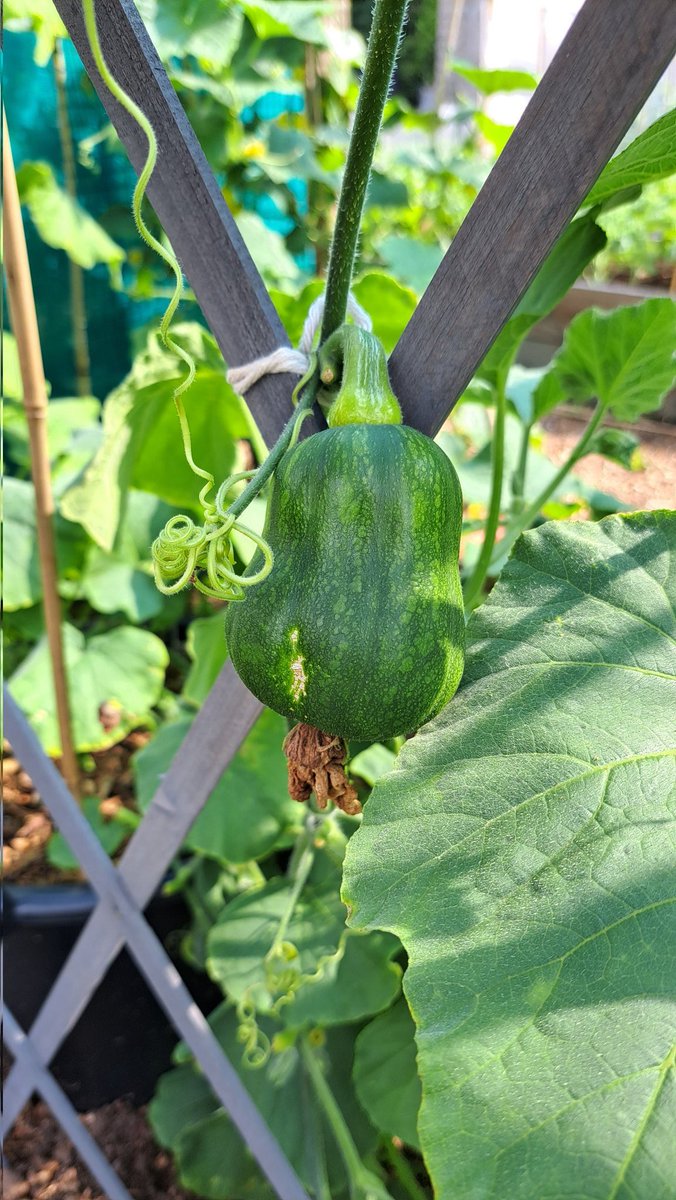 Our baby butternut squash is getting bigger!! and we have loads more growing #allotment #allotmentuk #allotmentgardening #allotmentlife #growyourownfood #firstallotment #greenhouse #offgridproject #offgridlife #growvegetables #growyourown #growfood