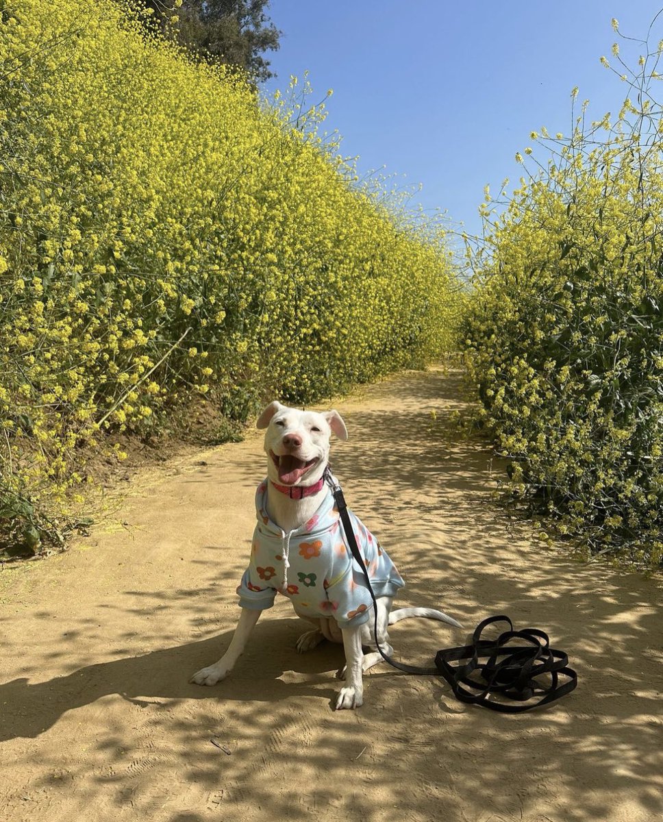 Step into a floral wonderland at the Wildflower Trail in Elysian Park! 🌺🌿 Immerse yourself in nature's beauty as you stroll through vibrant wildflowers. 🌸🌼 bit.ly/3UtQgyW for more hidden gems! #discoverLA #lahiddengems 📸: @themillidog